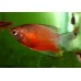 Медовый гурами красный (Trichogaster chuna)